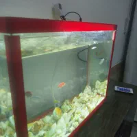 آکواریوم دست ساز