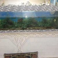 آکواریوم با ماهی و وسایل|ماهی|تربتحیدریه, پائین ولایت|دیوار