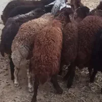 ۱۱ عدد بره نر دشتی برای نگهداری و پرواری