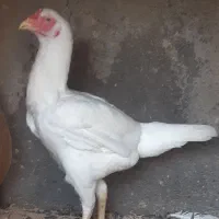 خوشکل و پر انرژی