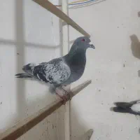 کفتر شهرستانی پلاکی سرور آلمانی
