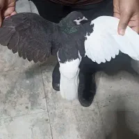 کبوتر