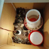 تخم نطفه دار  مرغ براکل بلژیکی اصل