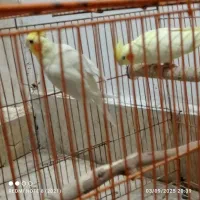 عروس هلندی لوتینو|پرنده|مشهد, همت آباد|دیوار