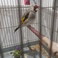 سهره دورگ کرمونی