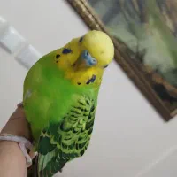 مرغ عشق هائ بالغ دونه ۴۰۰