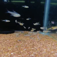 رازبرا دلقک|ماهی|فردیس, قریشی|دیوار