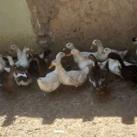 اردک