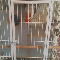 کاسکو دم قرمز نر اماده جفت گیری|پرنده|تبریز, |دیوار