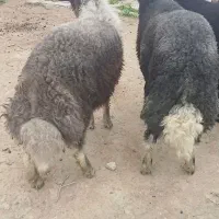 5عدد گوسفند توقلی قوچ آث