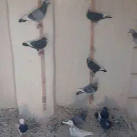 کبوتر|پرنده|رفسنجان, |دیوار