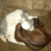 گوسفند بز میش بره