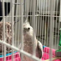 عروس هلندی|پرنده|دامغان, |دیوار