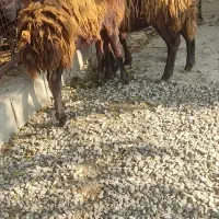 3راس ماده افشار|حیوانات مزرعه|آق قلا, |دیوار