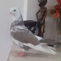 کفترصید|پرنده|مشهد, انصار|دیوار