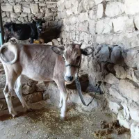 گوساله ماده دوساله