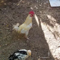 فروش یا معاوضه خروس گلین