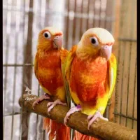 ردچیک اورجینال فول رد