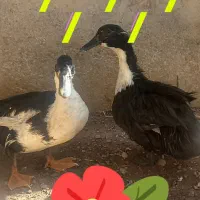 اردو نر و ماده