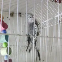 عروس هلندی جوجه