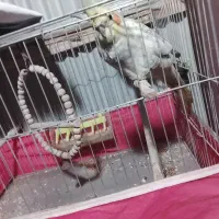 عروس هلندی و مرغ عشق بایک عدد قفس تمیز در حد|پرنده|کیاشهر, |دیوار