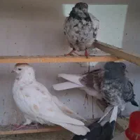 کفتر 25 عدد|پرنده|فردیس, قریشی|دیوار