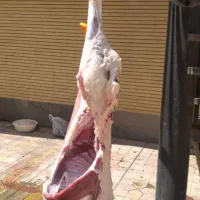 ذبح شرعی واسلامی|خدمات پذیرایی، مراسم|تبریز, |دیوار