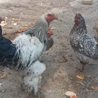 مرغ خروس گلین لری