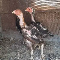 ۳عدد مرغ لاری