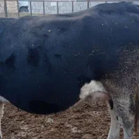 گاو سیمیتال سیاه|حیوانات مزرعه|نوشین شهر, |دیوار