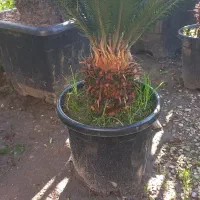 گیاه همیشه سبز بدون خزان سیکاس