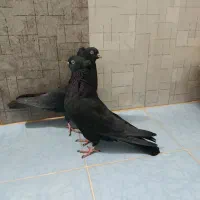 کبوتر زاغ آبادانی پرشی