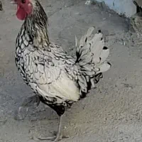 خروس سیبرایت