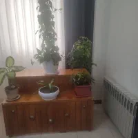 باکس گل با چوب روس محکوم بفروش میرسد|گل و گیاه طبیعی|شهریار, شهرک شاهد|دیوار