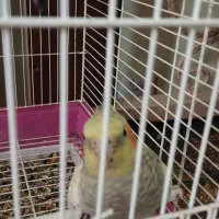 پرنده|پرنده|کرمان, |دیوار