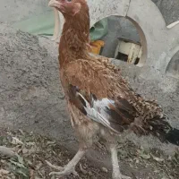 سه عدد مرغ لاری|حیوانات مزرعه|قزوین, |دیوار