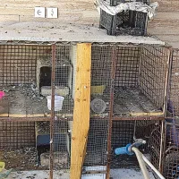 حراج کفتر رنگی