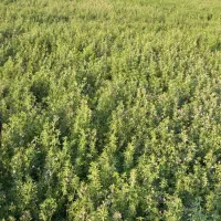 علوفه یونجه خشک