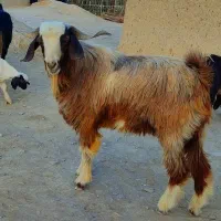 دو عدد پاچن فروشی