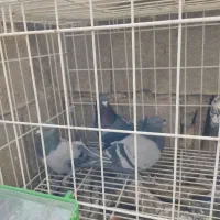 کفتر سوسکی پرشی|پرنده|یاسوج, |دیوار