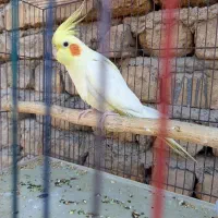 عروس هلندی نر