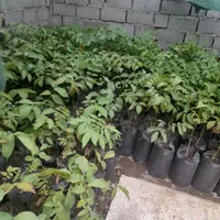 فروش نهال گردوی گلدانی