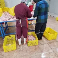 نیروی بیخسکار مرغی وارد