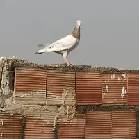 کبوتر گنبد،پرشی|پرنده|پاکدشت, پاکدشت (مامازند)|دیوار