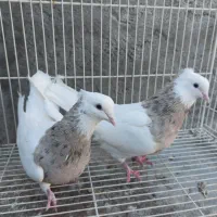 زاغ دم سفید طوقی