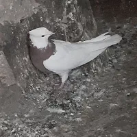 طوقی،سرخ،ماده|پرنده|گلبهار, شهر جدید گلبهار|دیوار