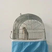 سهره کرمونی|پرنده|شیراز, سایت اداری|دیوار