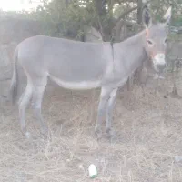 خرماده|حیوانات|بندرعباس, |دیوار