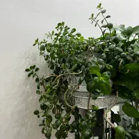 گل طبیعی|گل و گیاه طبیعی|اصفهان, خرم|دیوار