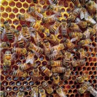 آلرام زنبور عسل